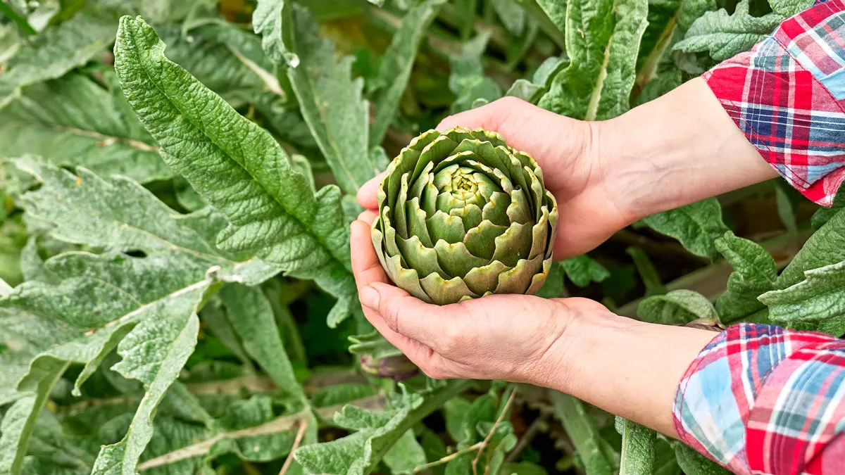 The Benefits of Gardening